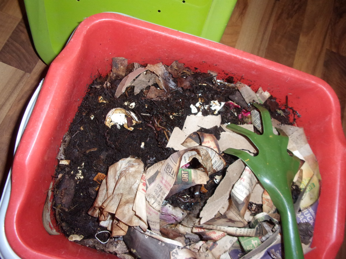 Worm Composting Simplified - HubPages