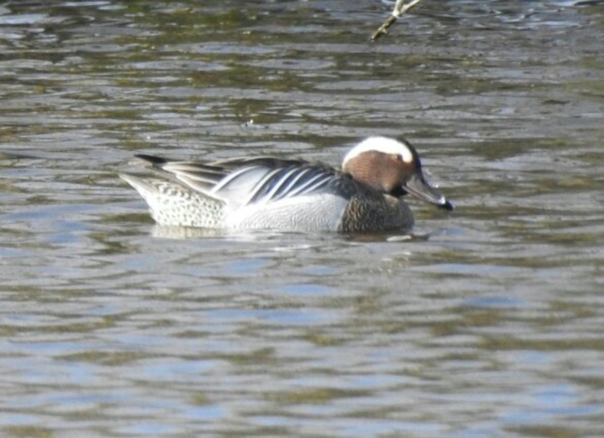 Birding Trip Report: Garganey at Earlswood Lakes, Warwickshire Monday, April 1st, 2019