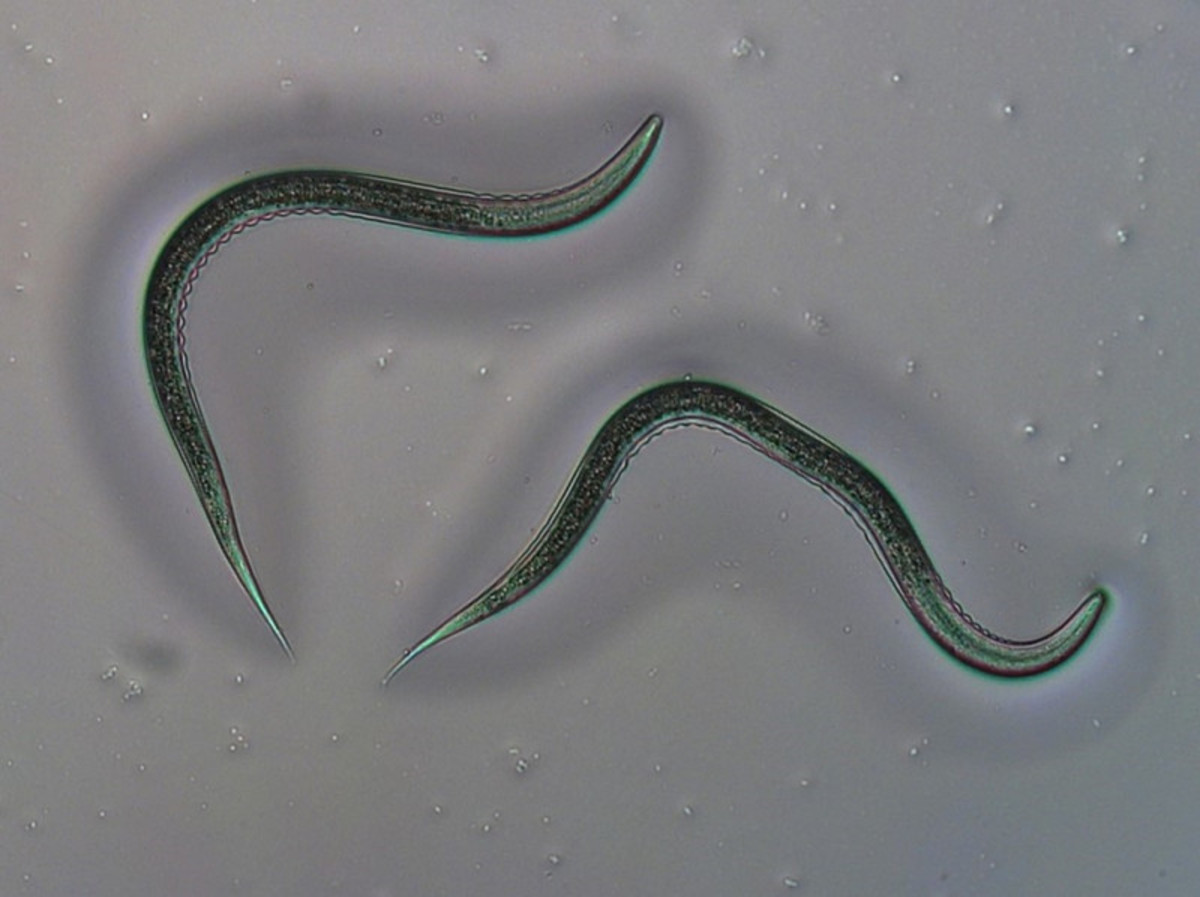 Parasites, Important to the Ecosystems, Are Slowly Disappearing - HubPages