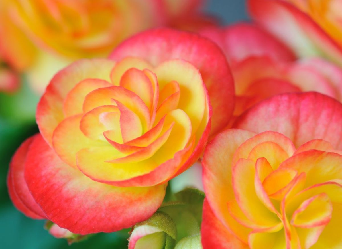 Do Hummingbirds Like Begonias? Dengarden