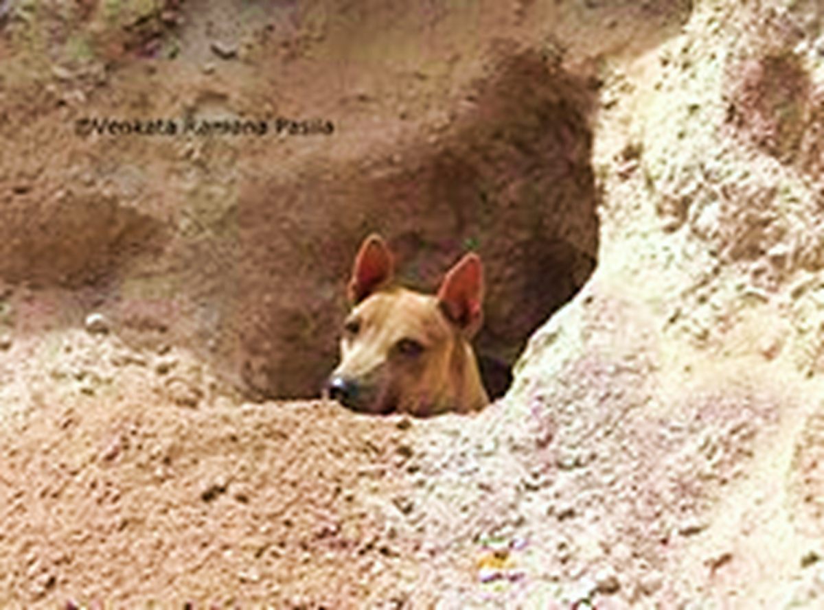 Jonangi Indian Hairless Dog Breed Information, Facts and