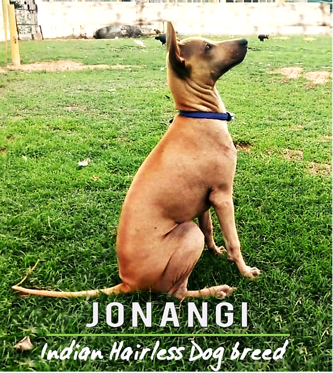 Jonangi Indian Hairless Dog : Breed Information, Facts and Characteristics