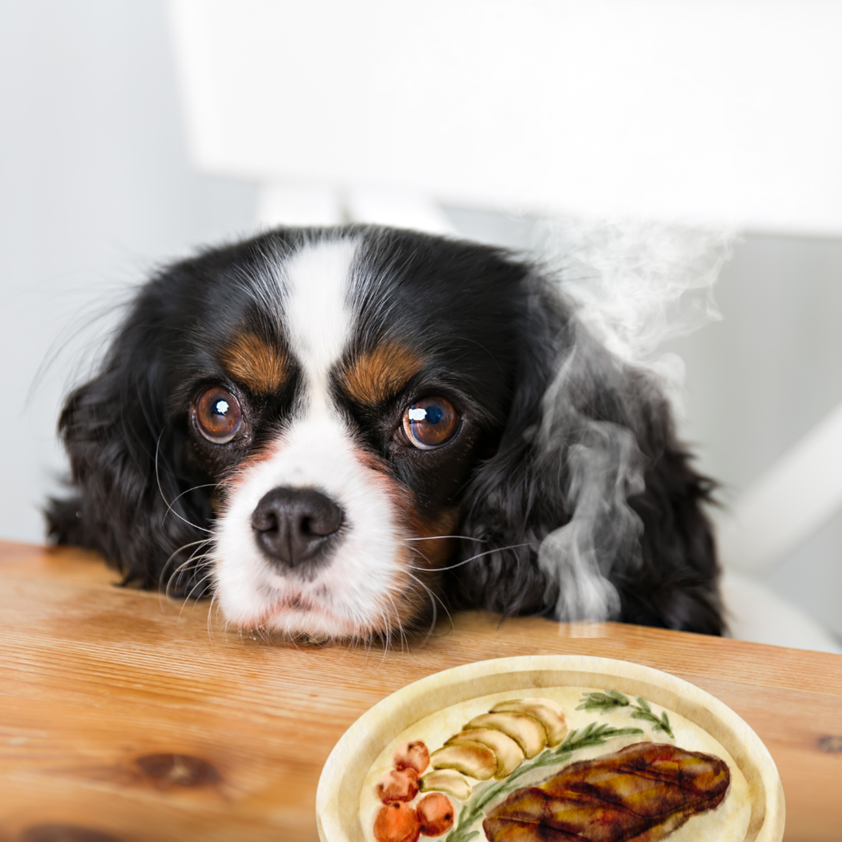 Can Dogs Eat Cooked Steak Fat PetHelpful