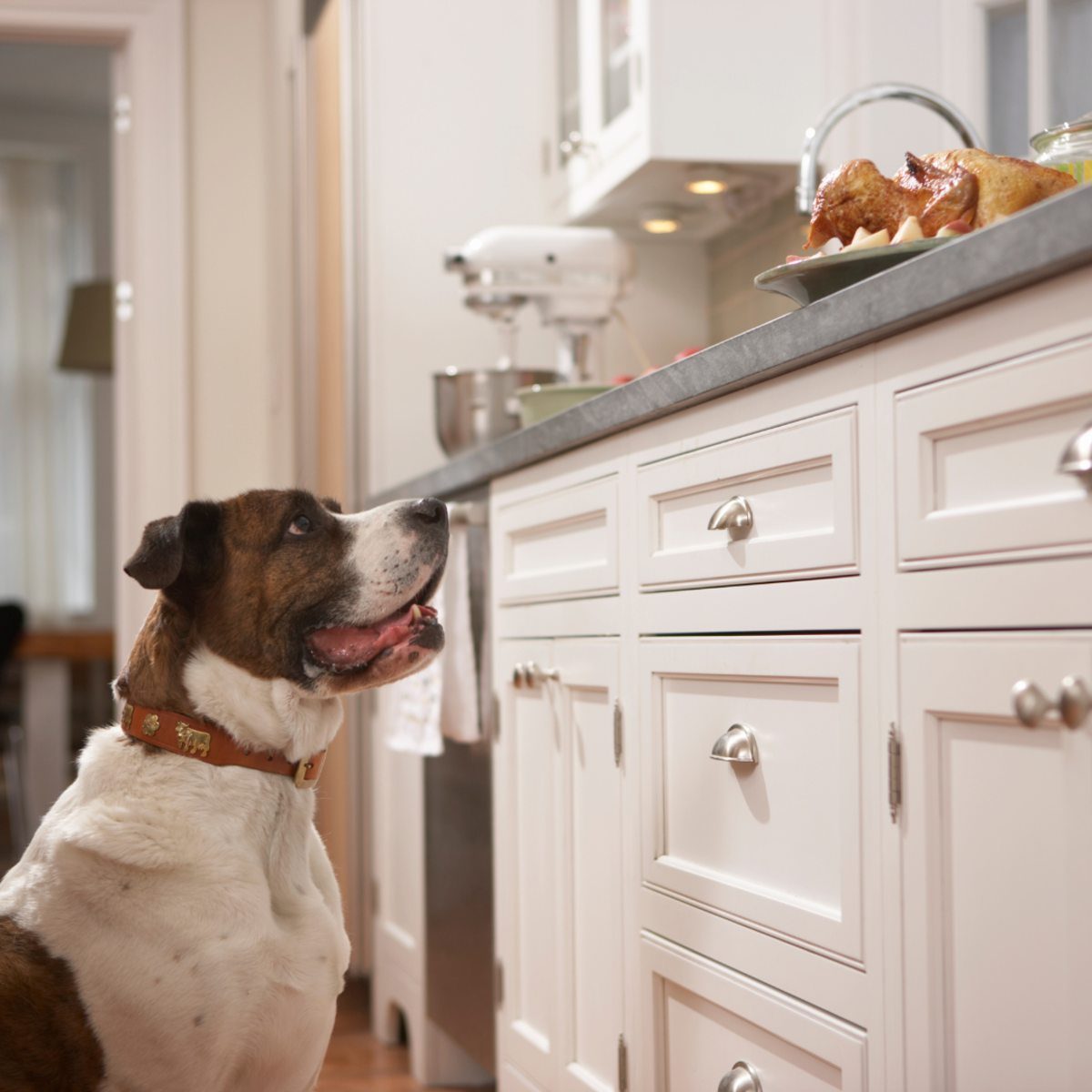 Can Dogs Eat Fatty Steak