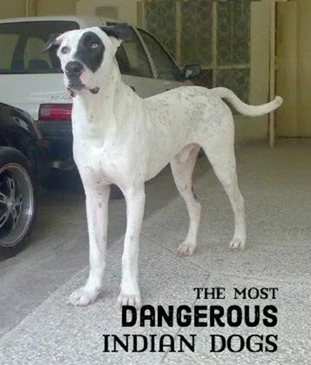 11 Most Dangerous Indian Dogs - PetHelpful