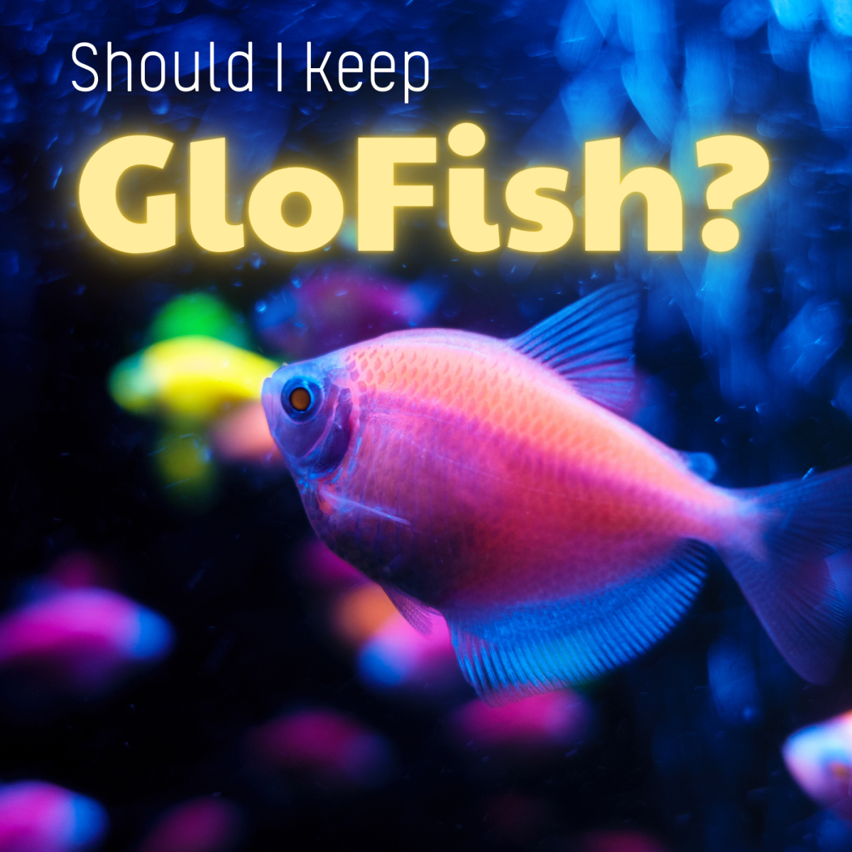Is it Cruel to Keep GloFish?