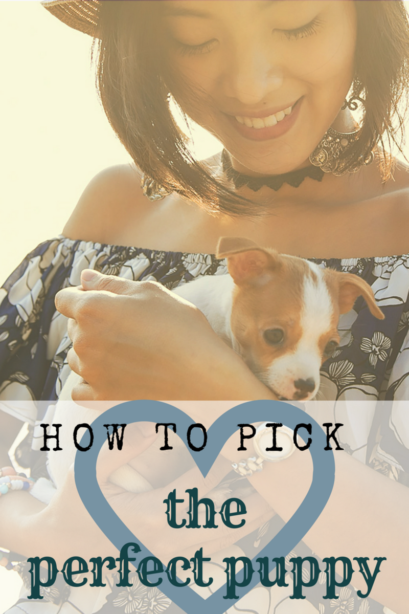 How to Pick the Best Puppy From the Litter