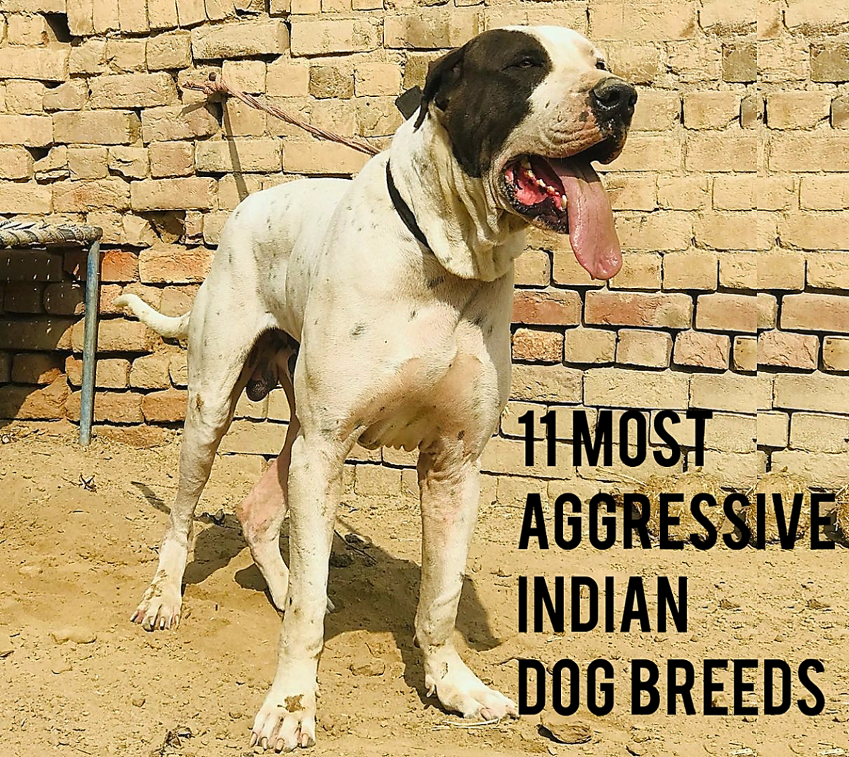 11 Most Aggressive Indian Dog Breeds