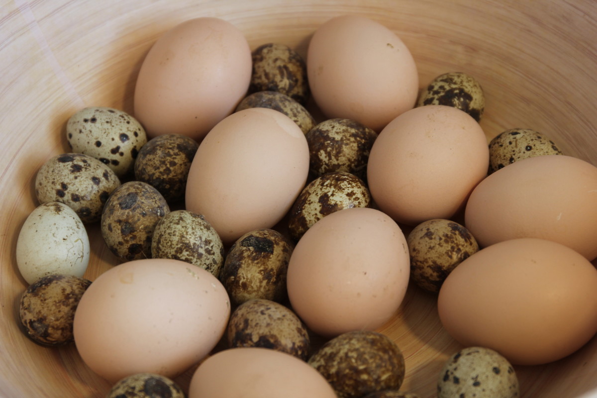 Composting Eggshells Here’s What to Know Dengarden