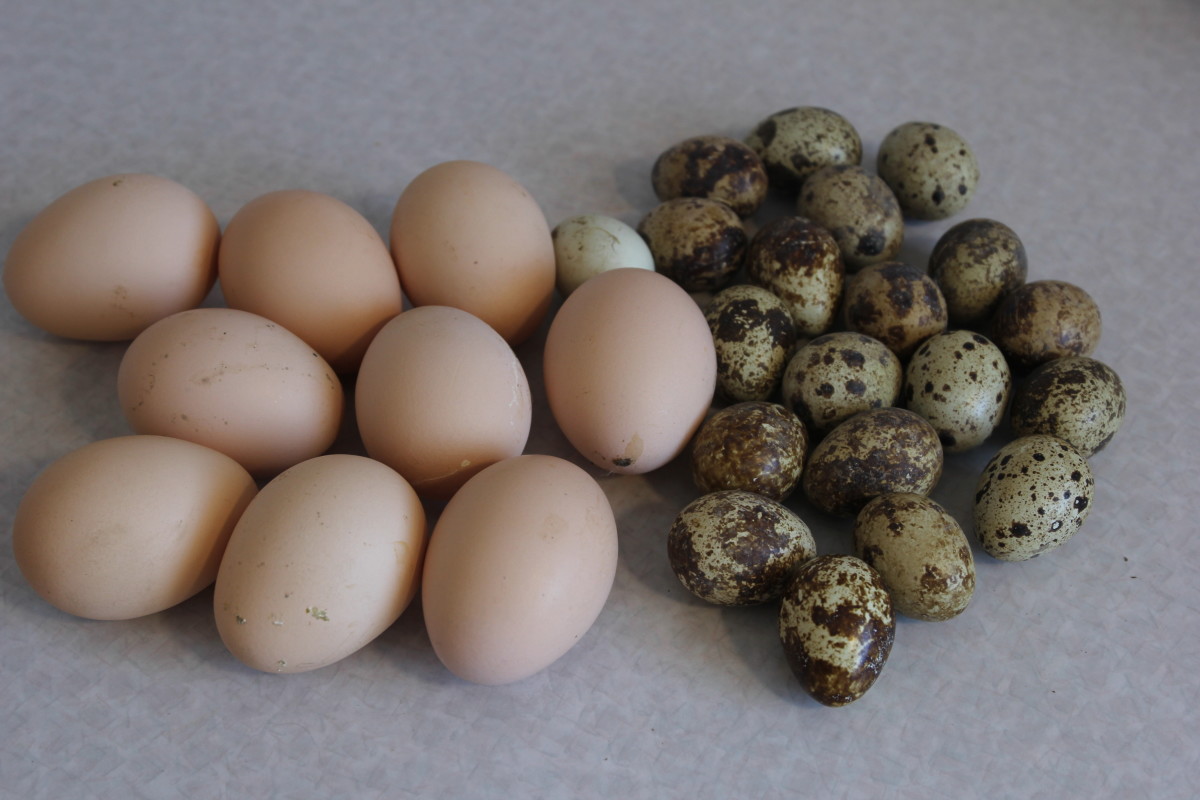 Composting Eggshells Here’s What to Know Dengarden