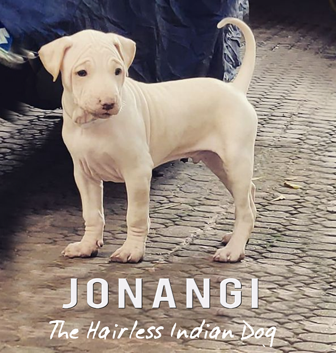 Jonangi Indian Hairless Dog : Breed Information, Facts and Characteristics