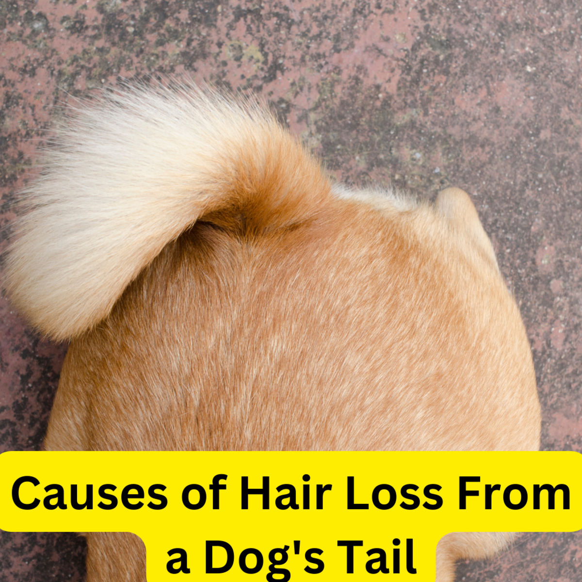 10 Causes of Hair Loss From A Dog’s Tail