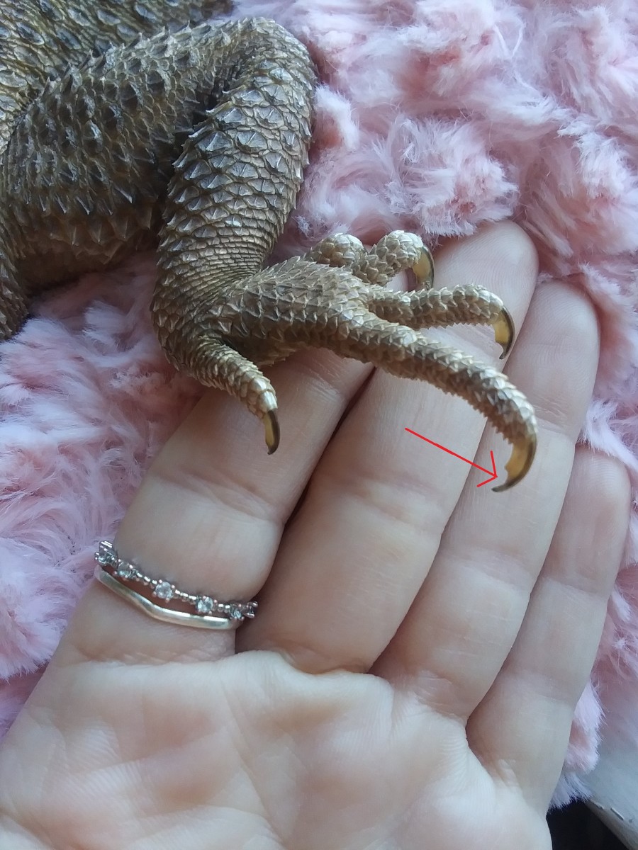 How To Cut Your Bearded Dragon's Nails