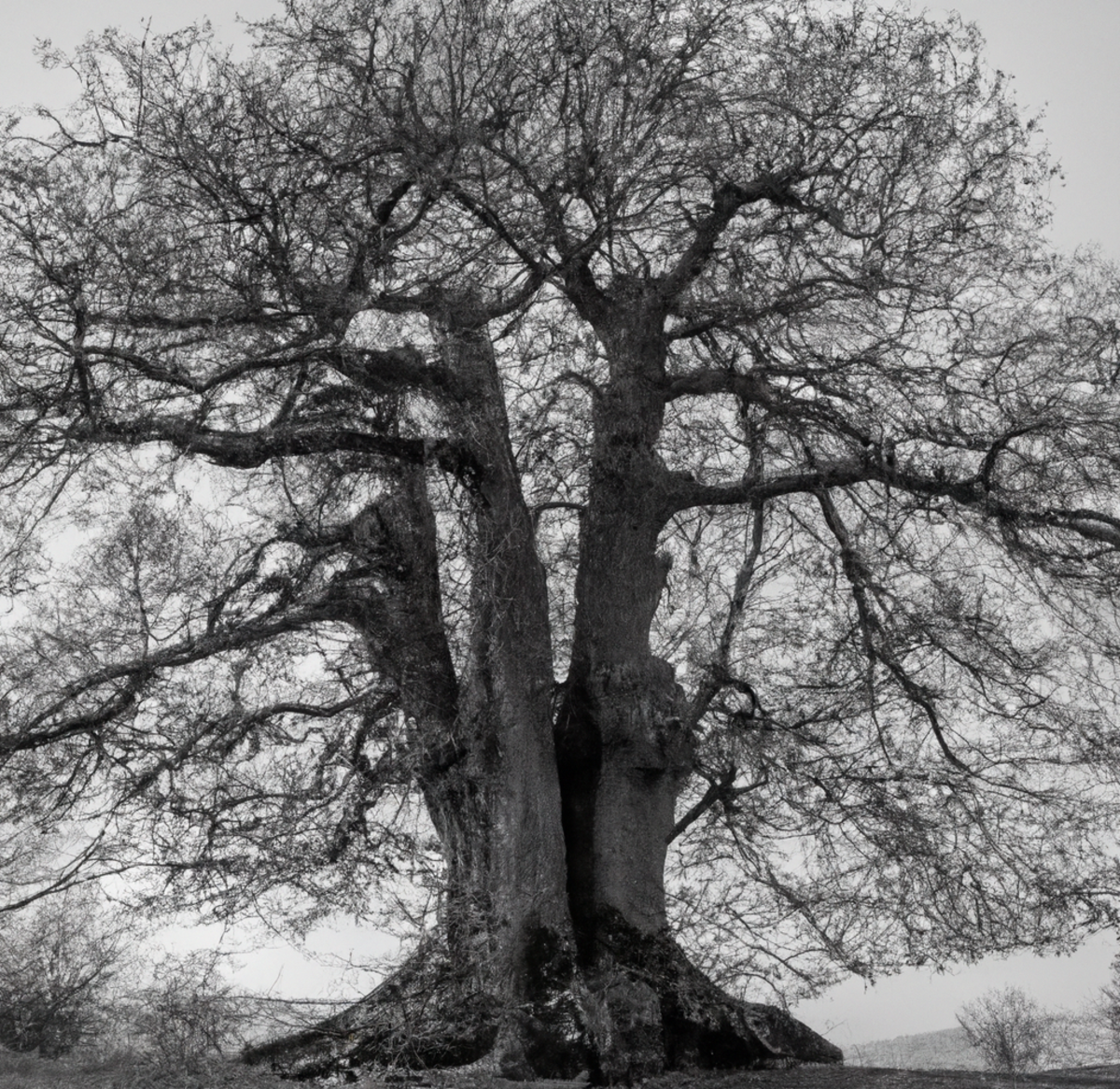 One Hundred Years of Solitude