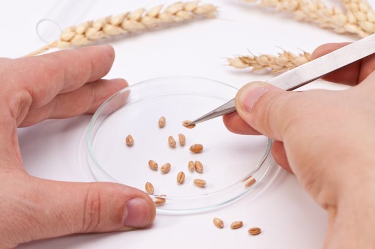 Hybridization vs. GMO: Selective Plant Breeding Methods
