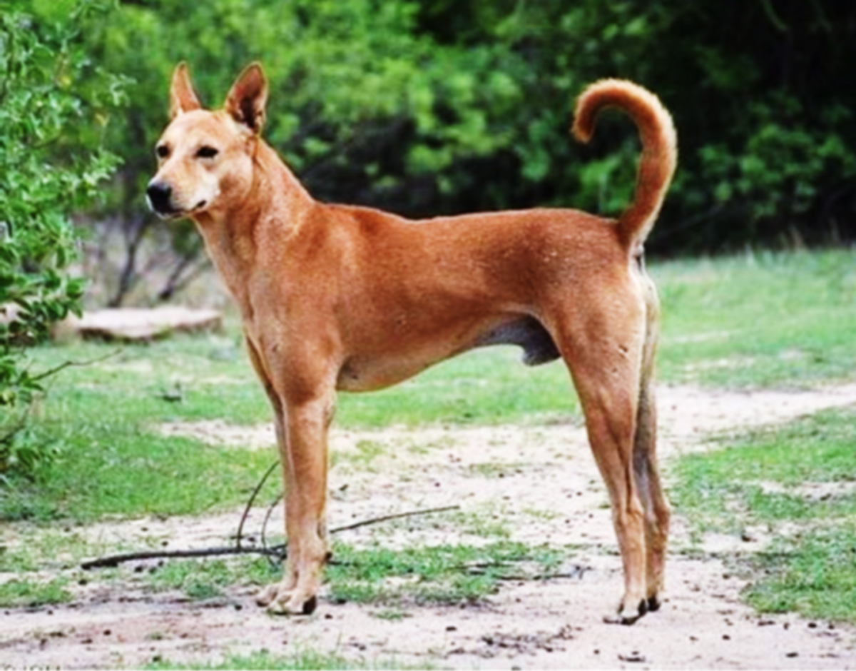 Desi Kutta or Indian Pariah Dog: Breed Information, Pictures and Characteristics