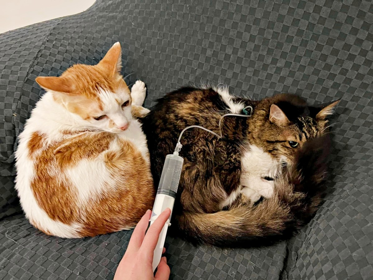 Chronic Feline Kidney Disease in Older Cats HubPages