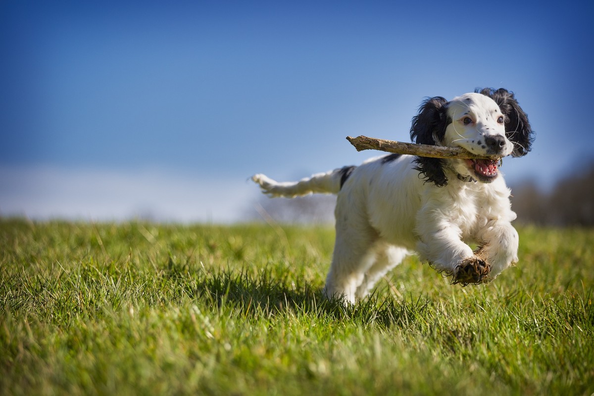 Canine Arthritis - How to Help Dogs with Joint Problems