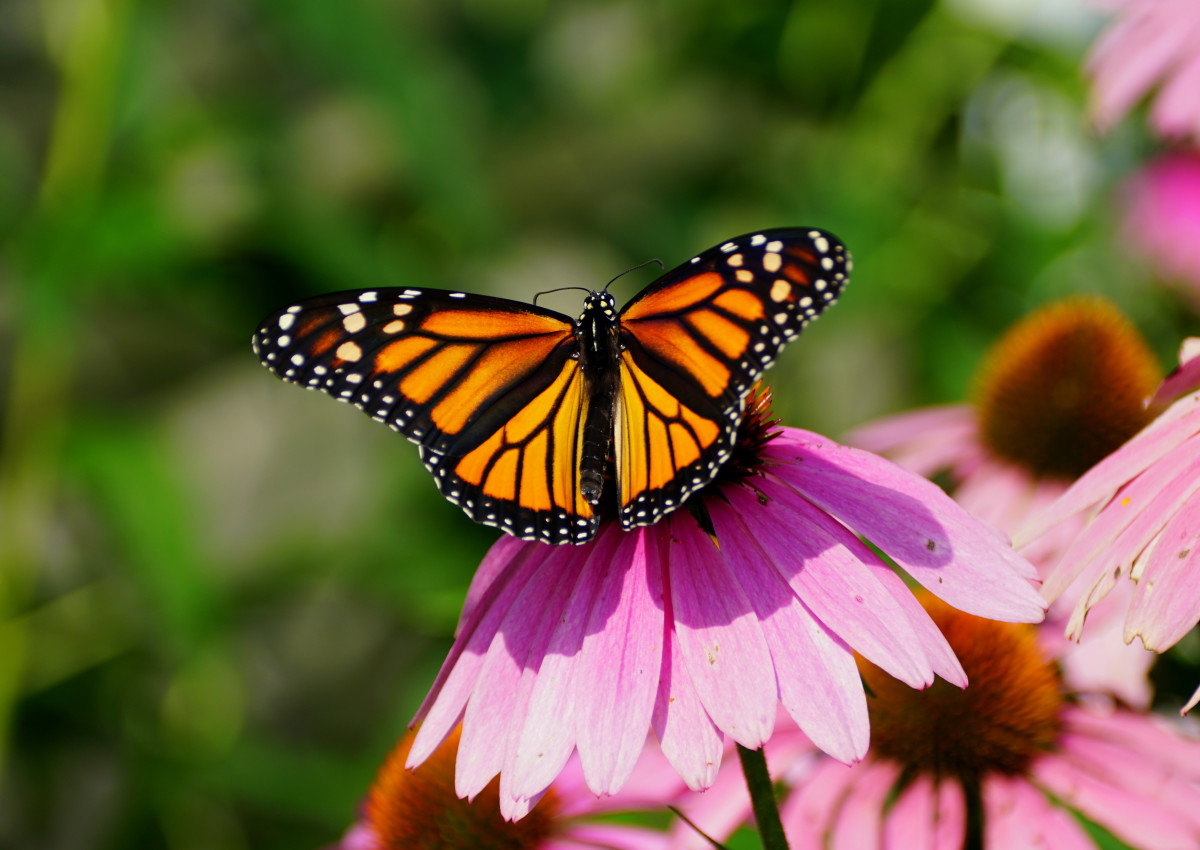 Butterfly Lands on Newborn’s Head as Mom Is Leaving Hospital ...