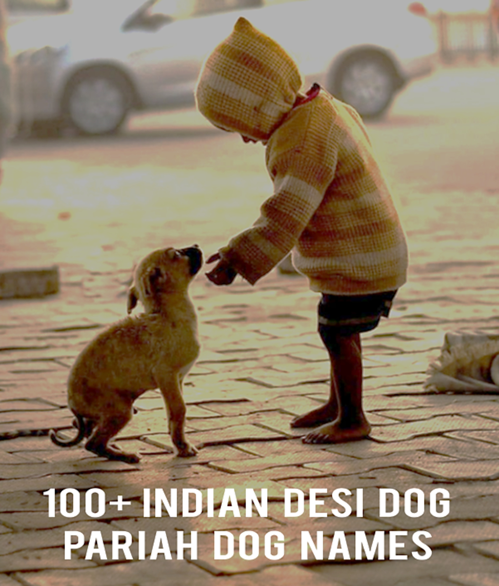 List of 100+ Names with Meaning for Indian Desi Dog or Pariah Dog