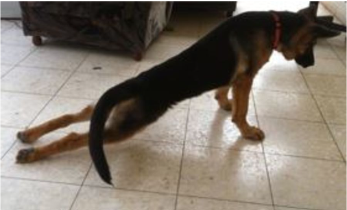 what causes a dogs hind legs to stop working
