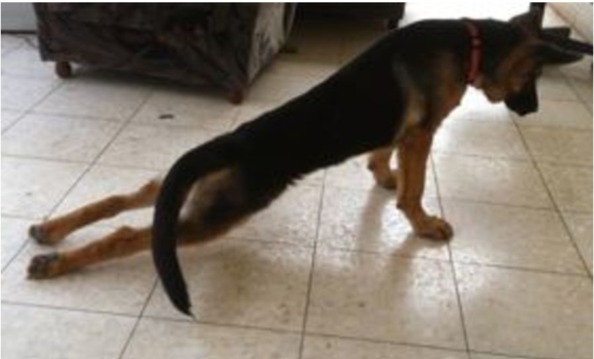 What Causes Back Leg Weakness In Dogs