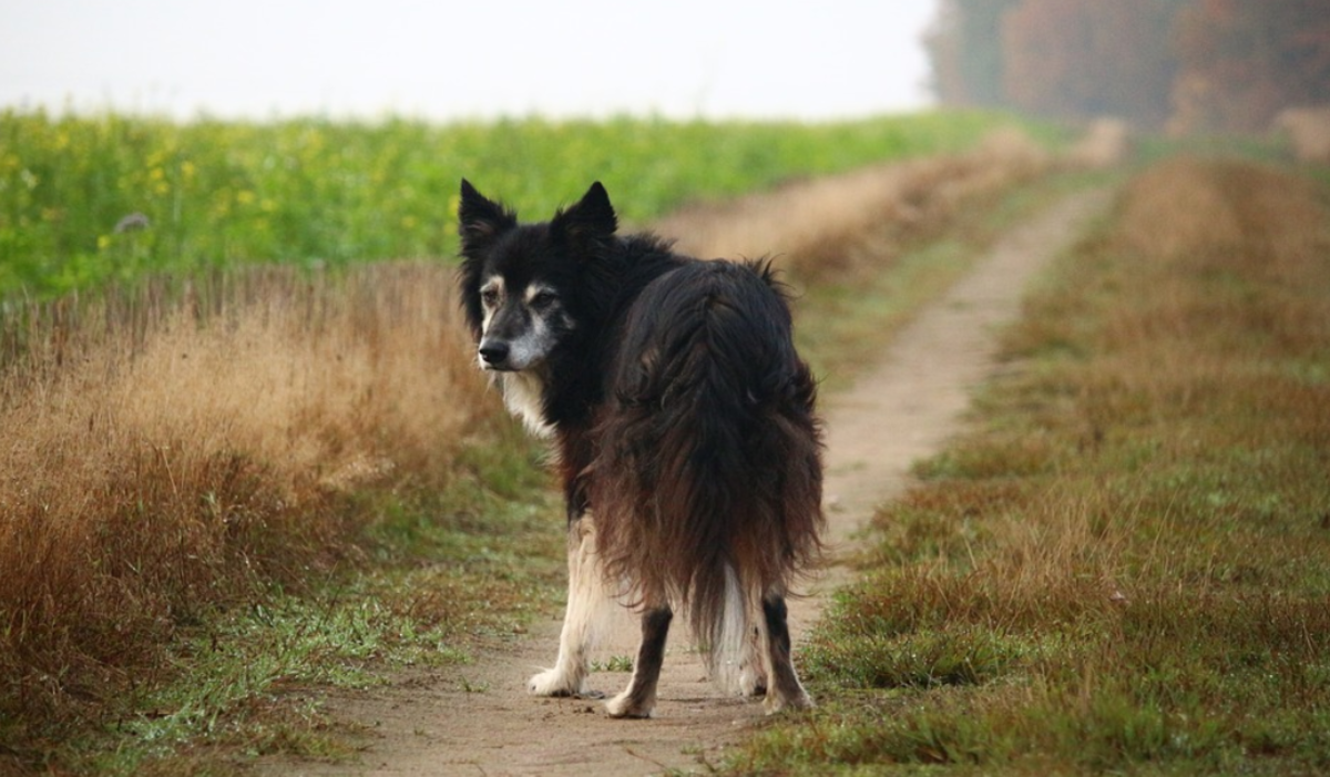 17 Causes of Hind-Leg Weakness in Dogs