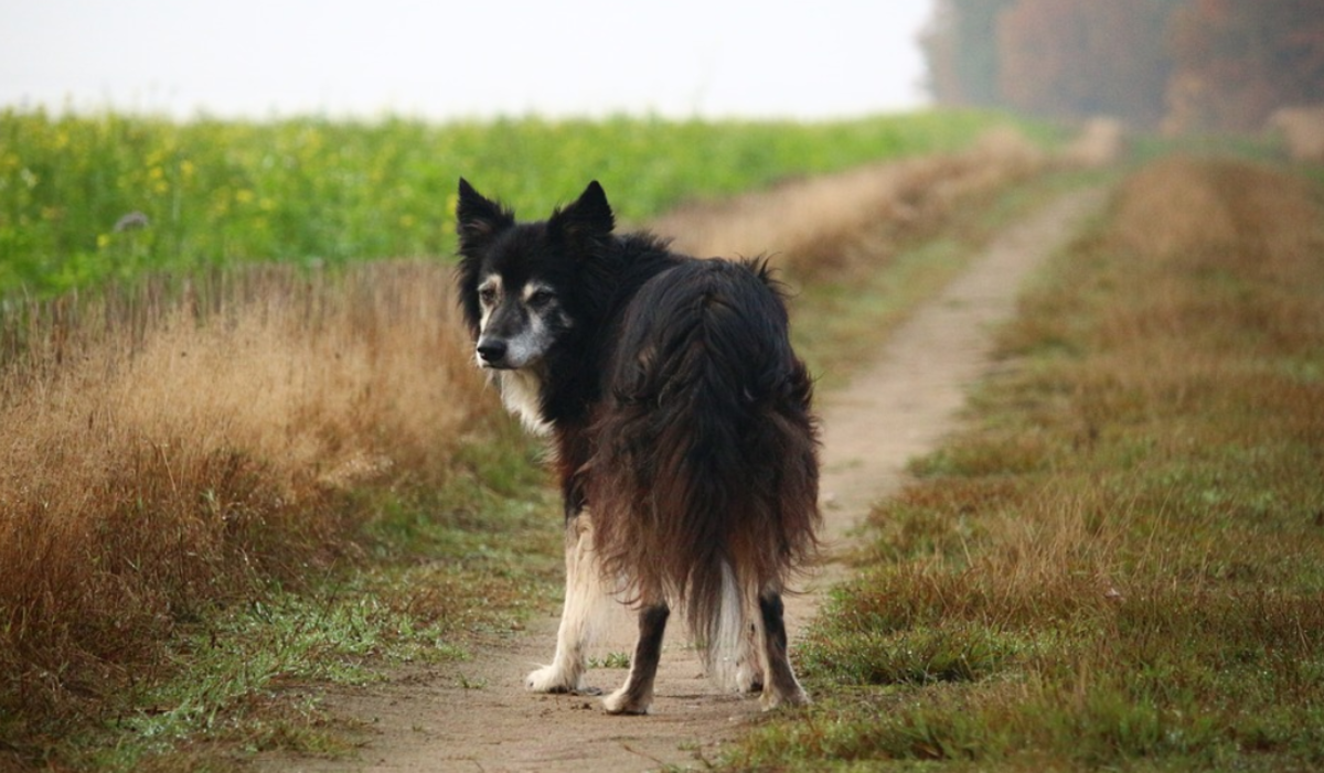 17 Causes Of Hind Leg Weakness In Dogs PetHelpful