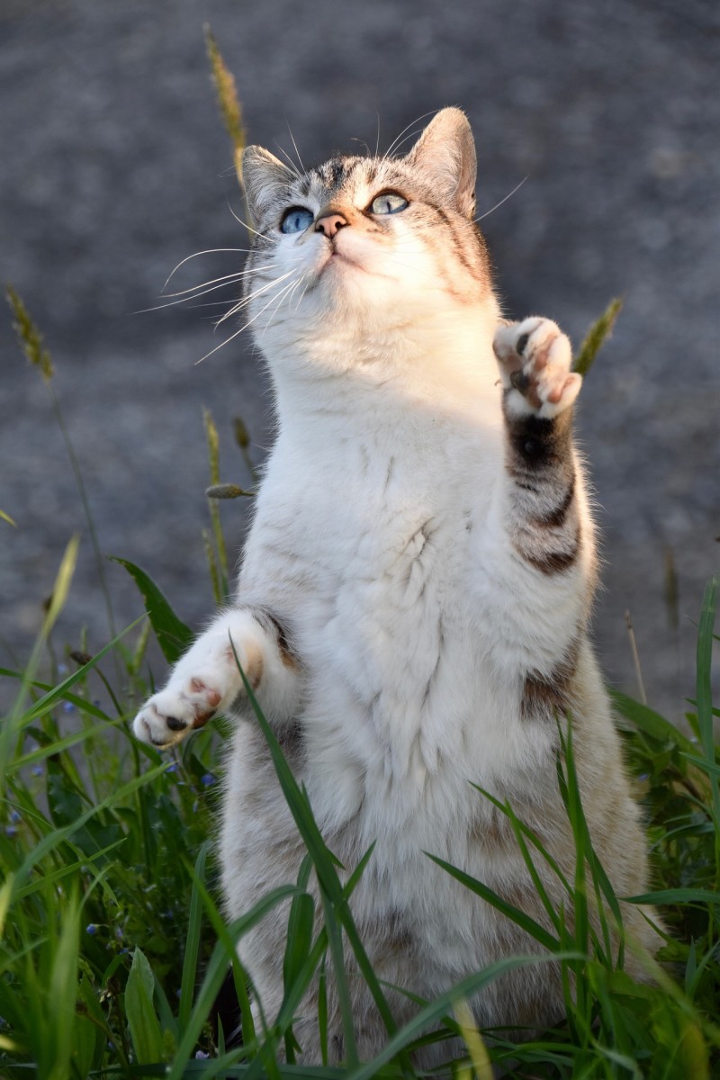 Body Language: What Your Cat is Trying to Tell You