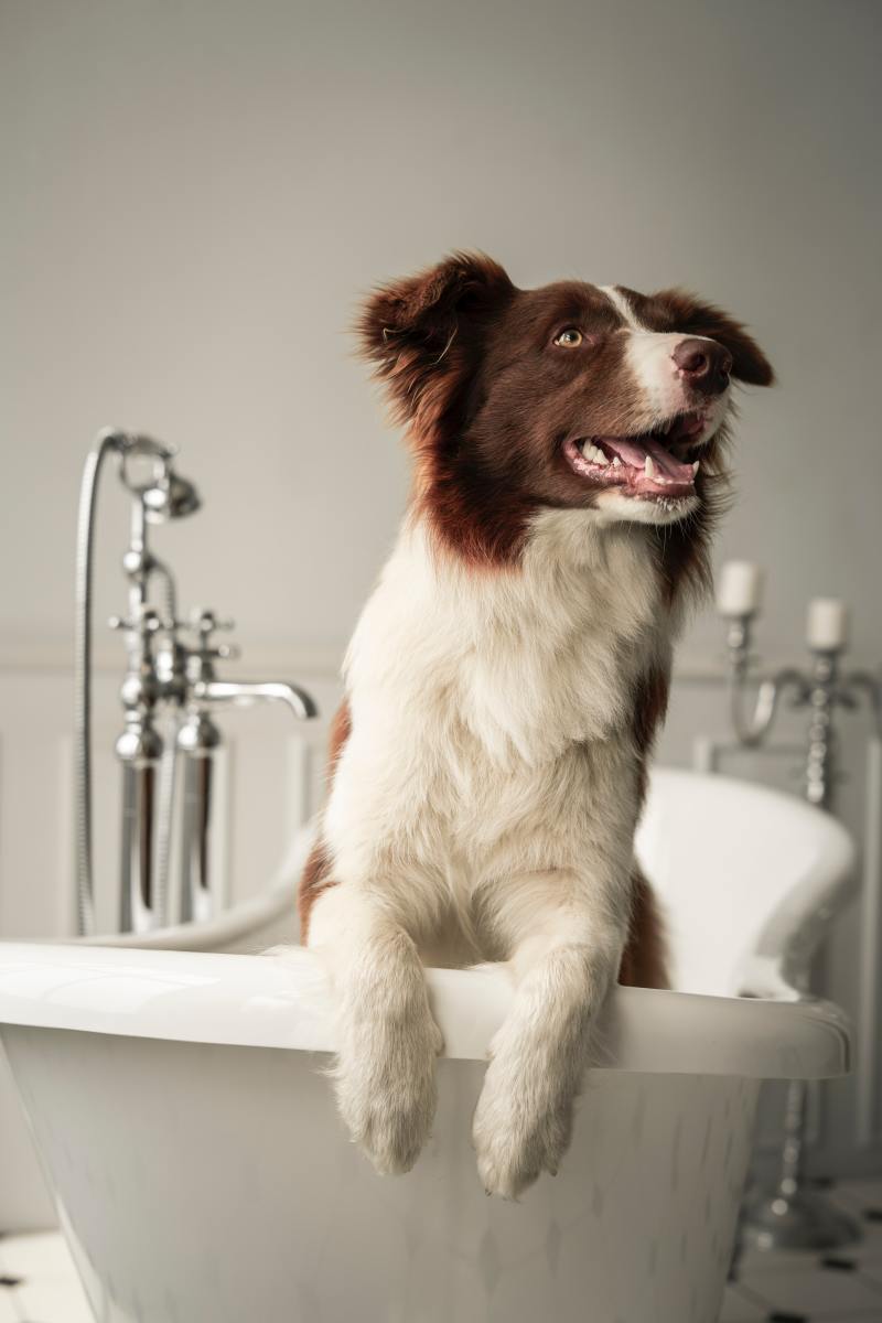 Home remedies for dog dandruff 2024 and itching