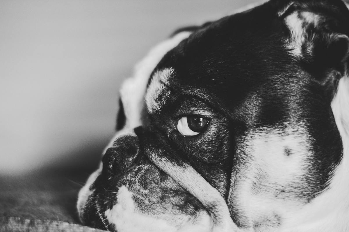 The Side Eye Dog: What Your Pet’s Gaze Is Really Saying