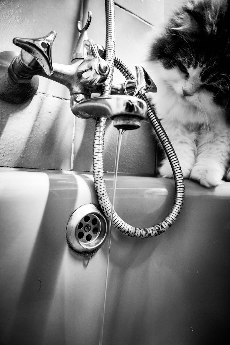 How to Give a Cat a Bath Without Getting Scratched PetHelpful
