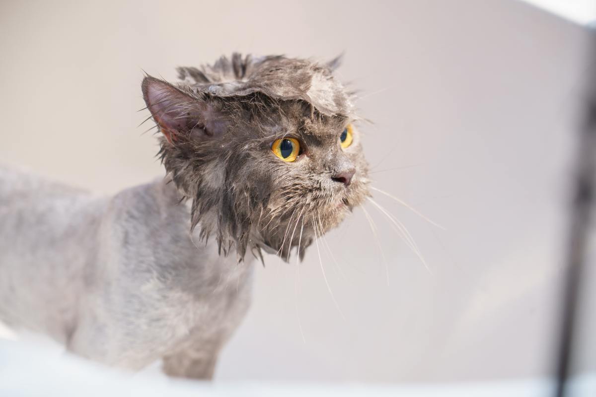 How to Give a Cat a Bath Without Getting Scratched