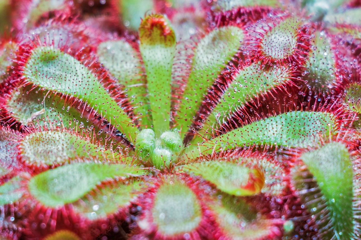 How to Grow Sundew Plants: A Beginner's Guide