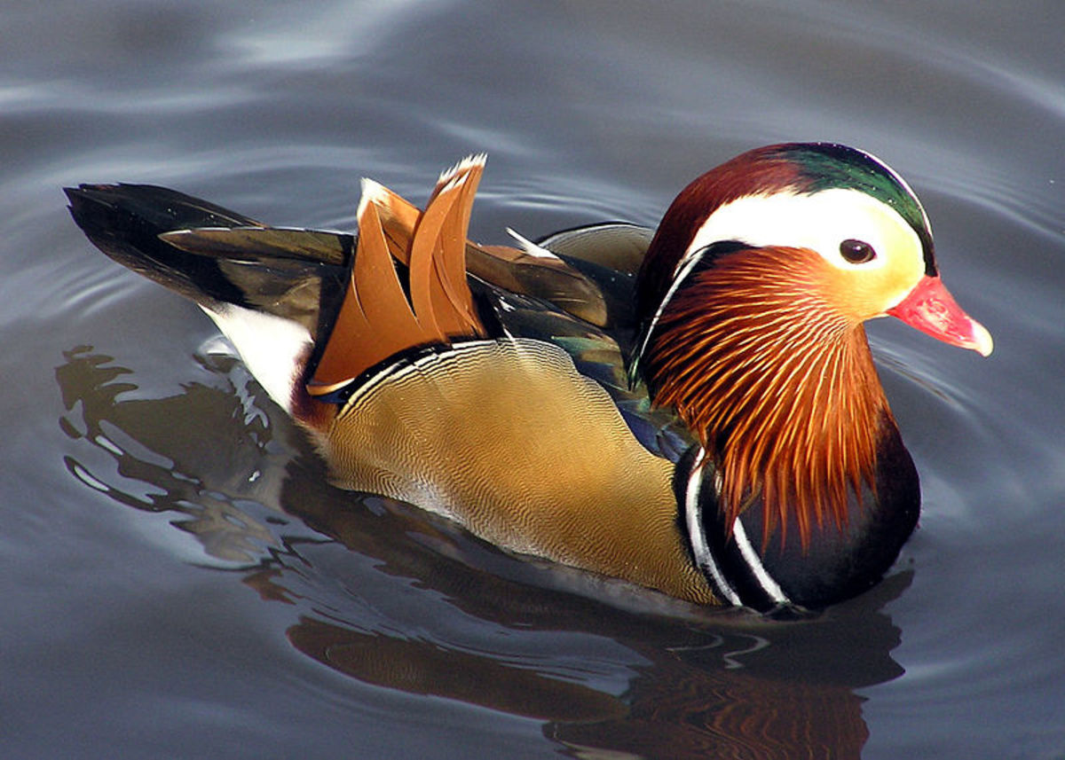 The Mandarin Ducks of the East