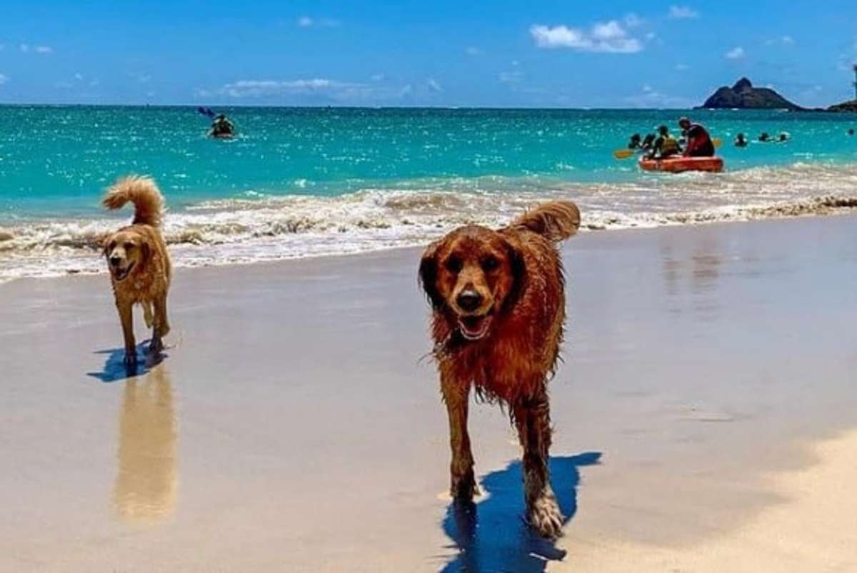 The 10 Best Beaches for Small Dogs in the US - HubPages