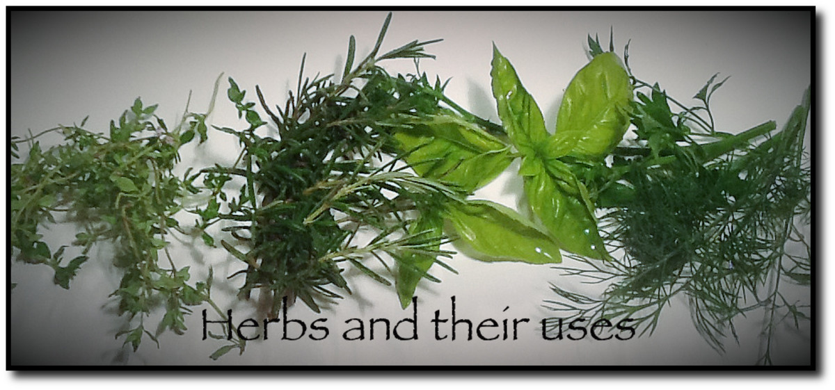 List Of  Herbs