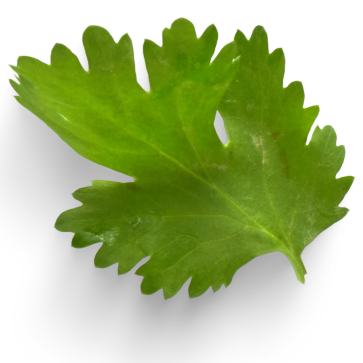 Benefits of Coriander (Cilantro) Chelates Heavy Metals and Toxins In