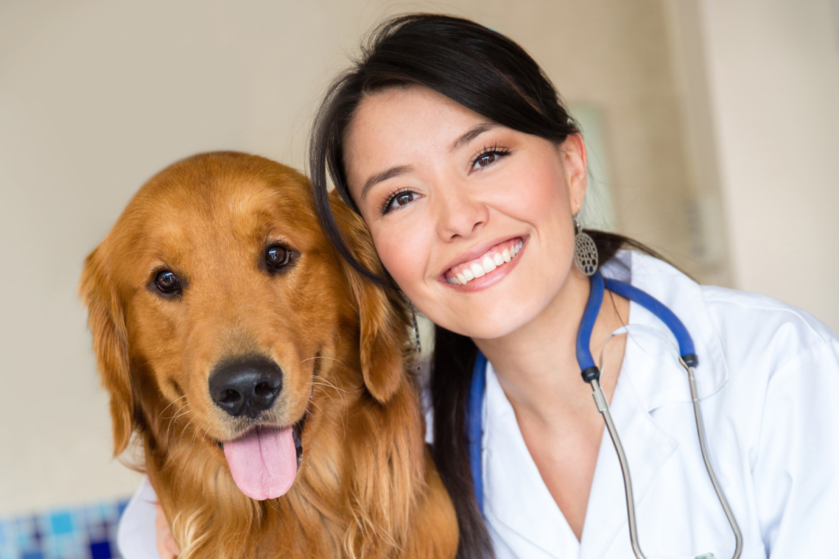 How To Help Your Fearful Dog at the Vet - HubPages