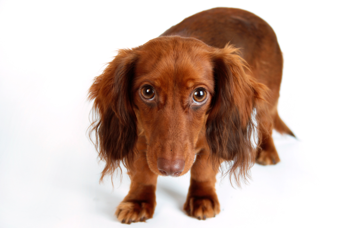 How To Help Your Fearful Dog at the Vet - HubPages