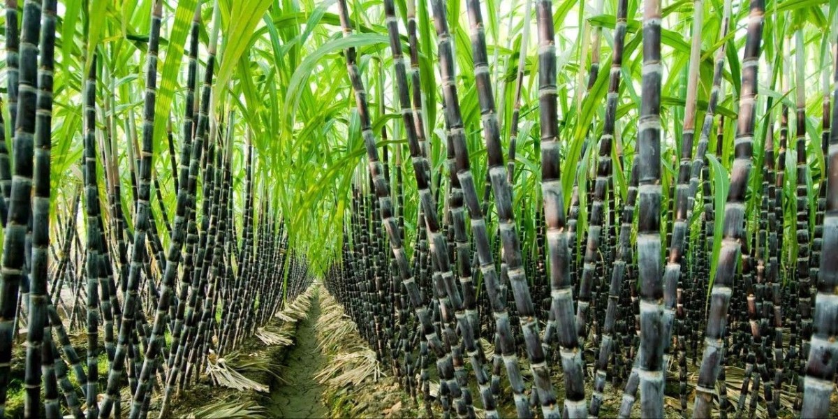 Sugarcane Cultivation Farming