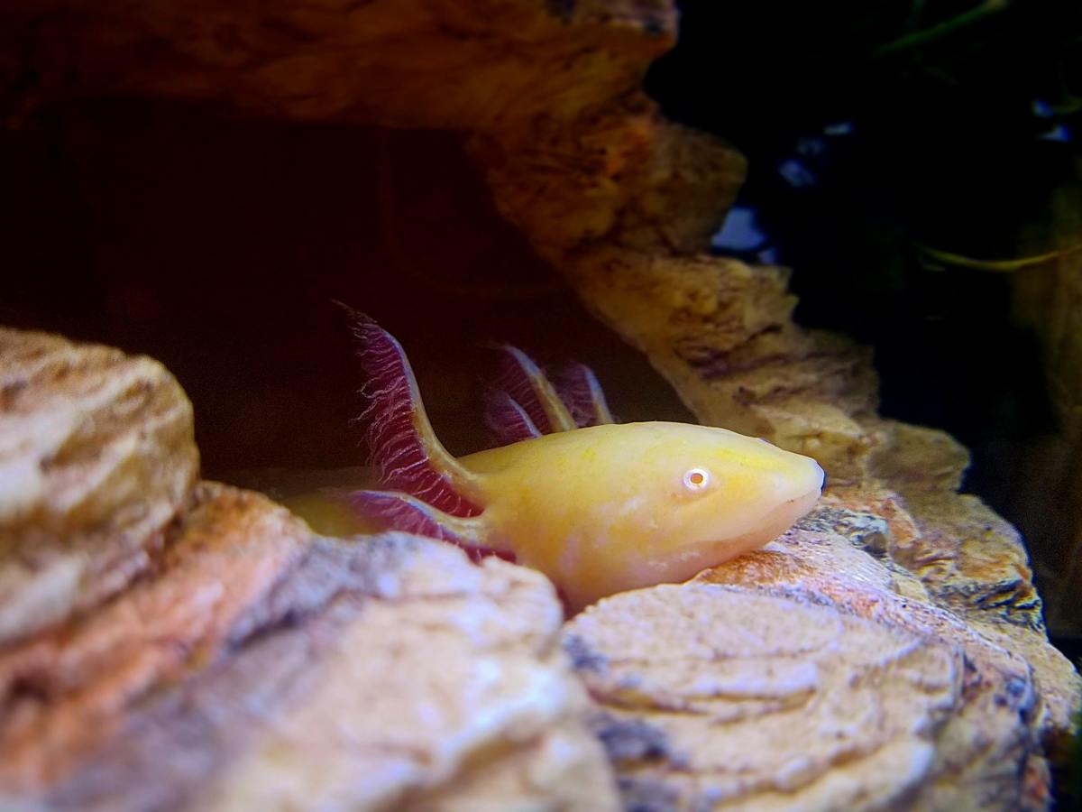 Axolotl Tank Mates: What Is Really Safe?
