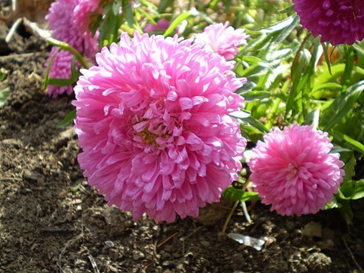 10 Flowers for Your Cutting Garden to Decorate Your Home and Make Bouquets