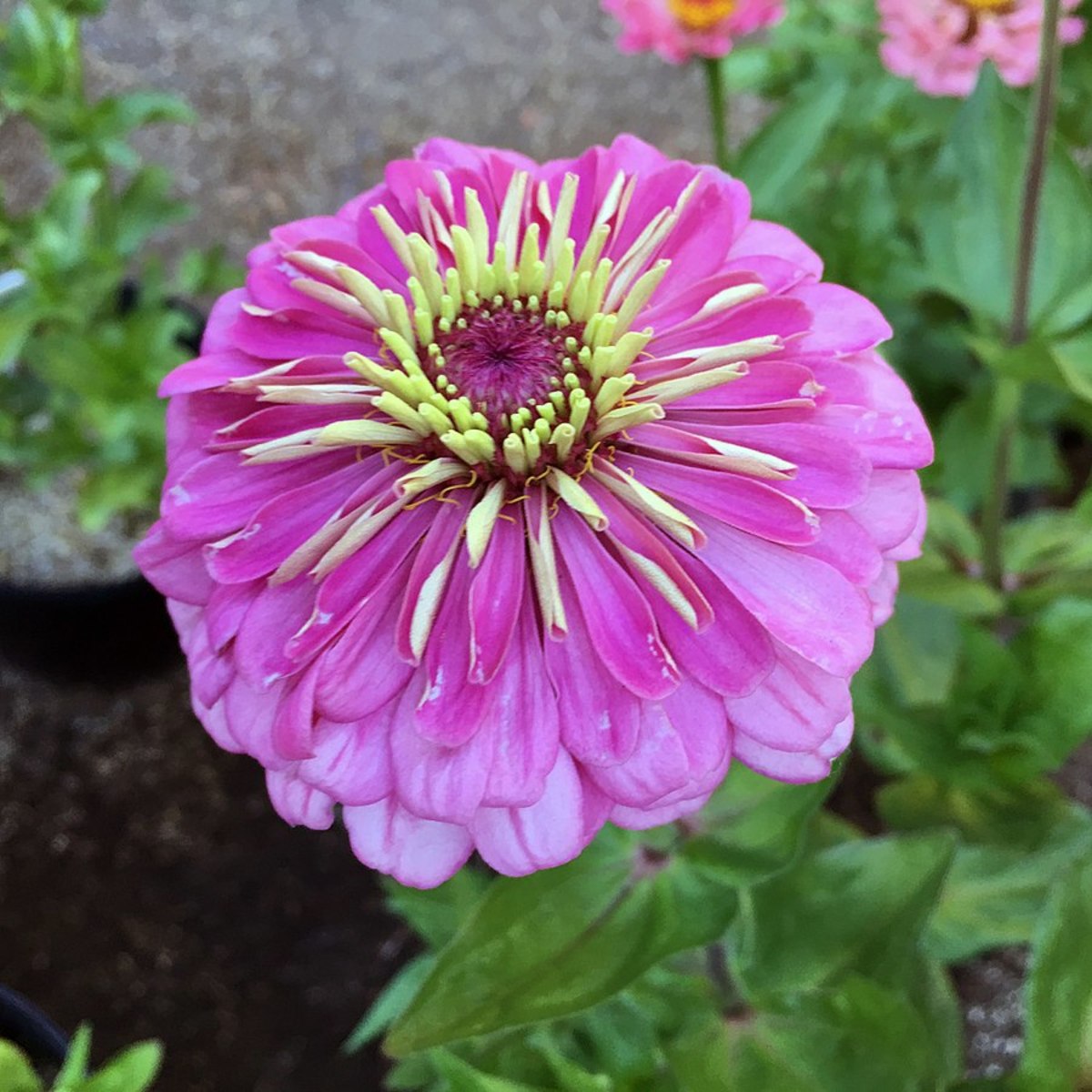 10 Flowers for Your Cutting Garden to Decorate Your Home and Make