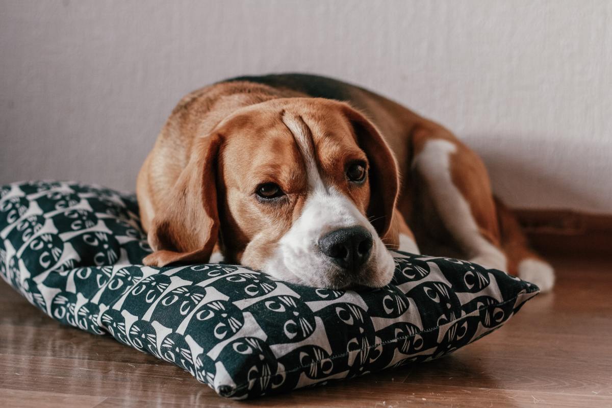 The Pros, Cons and Side Effects of Cytopoint for Dogs