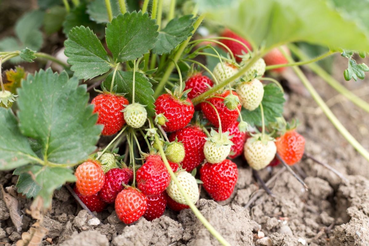 The Many Benefits of Growing Your Own Strawberries
