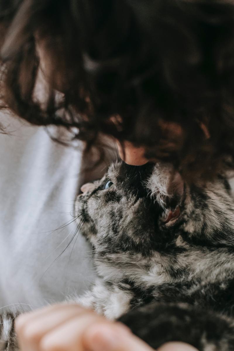 Common Cat Health Problems How to Keep Your Cat Healthy PetHelpful