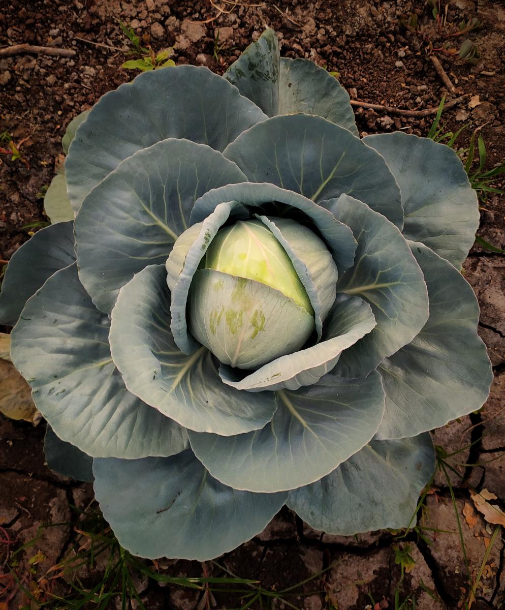 Why Does Cabbage Smell When You Cook It? HubPages