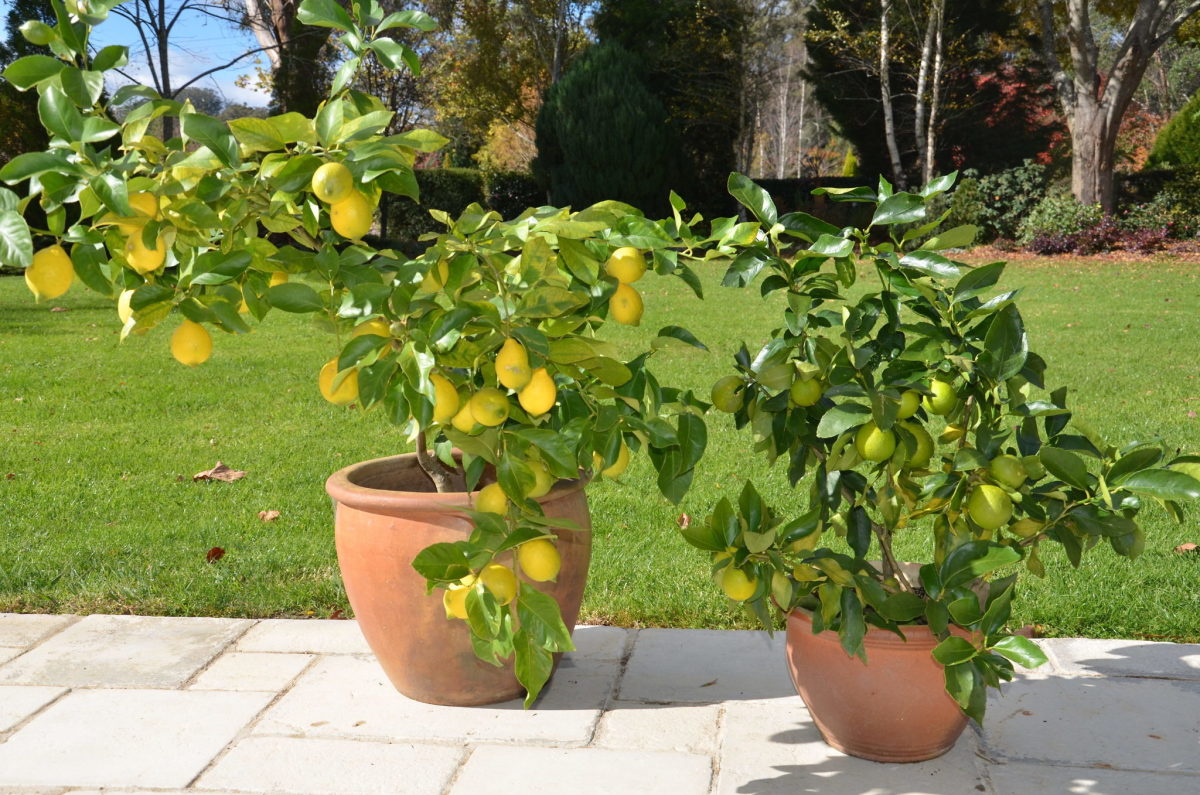 How To Grow Fruit Trees In Containers