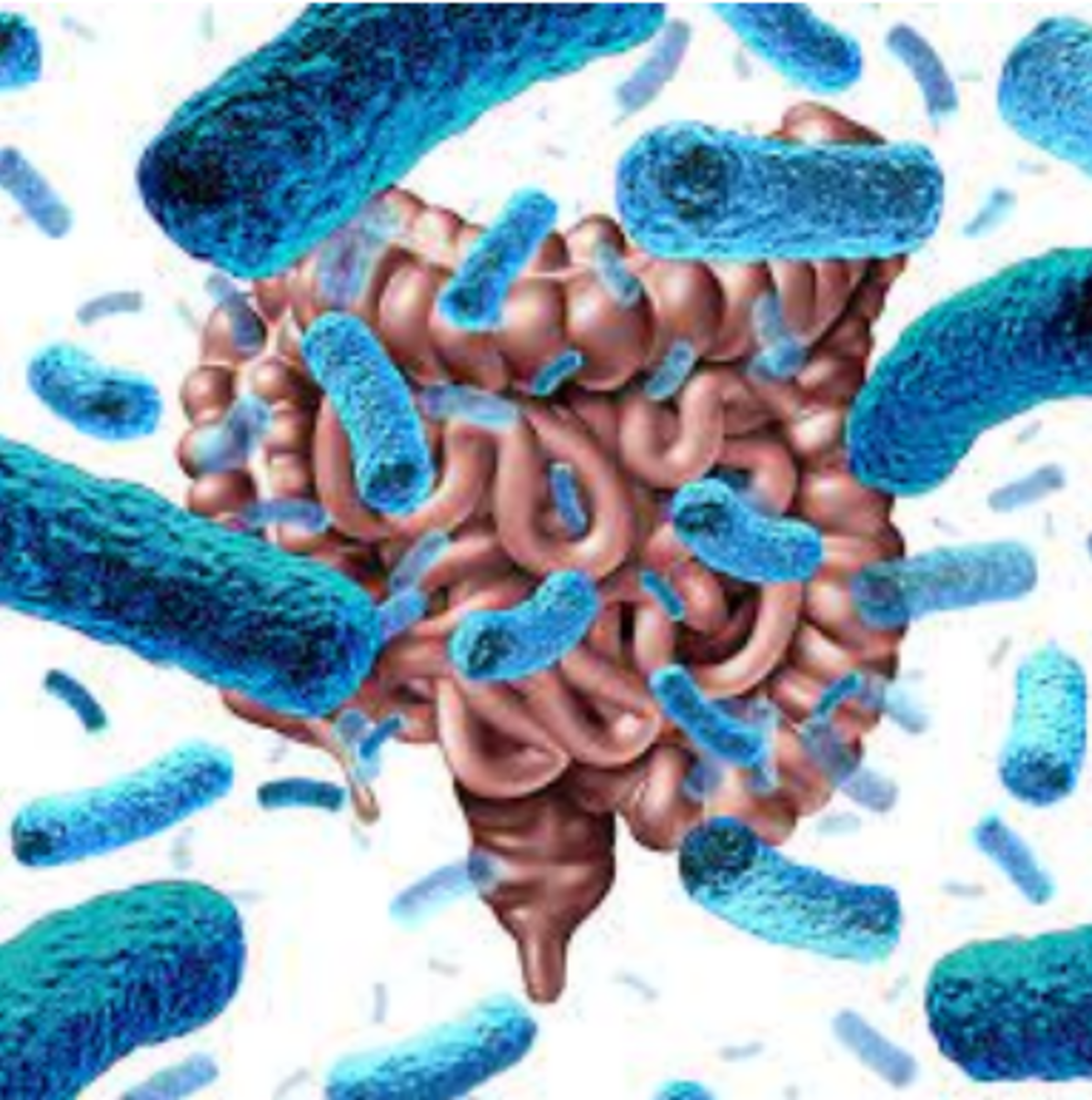 The Role of Natural Probiotics in Digestive Health